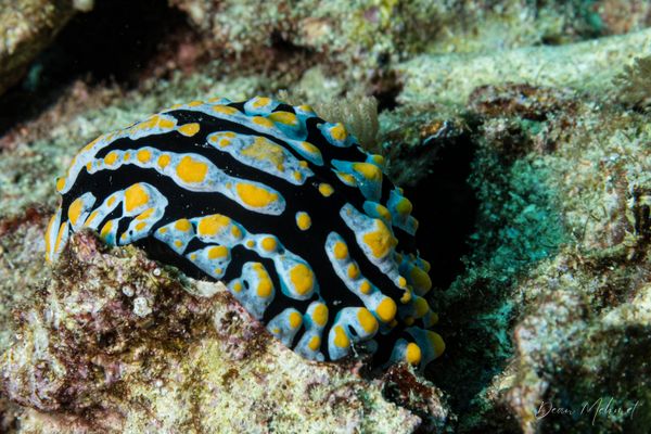 Varicose Wart Slug