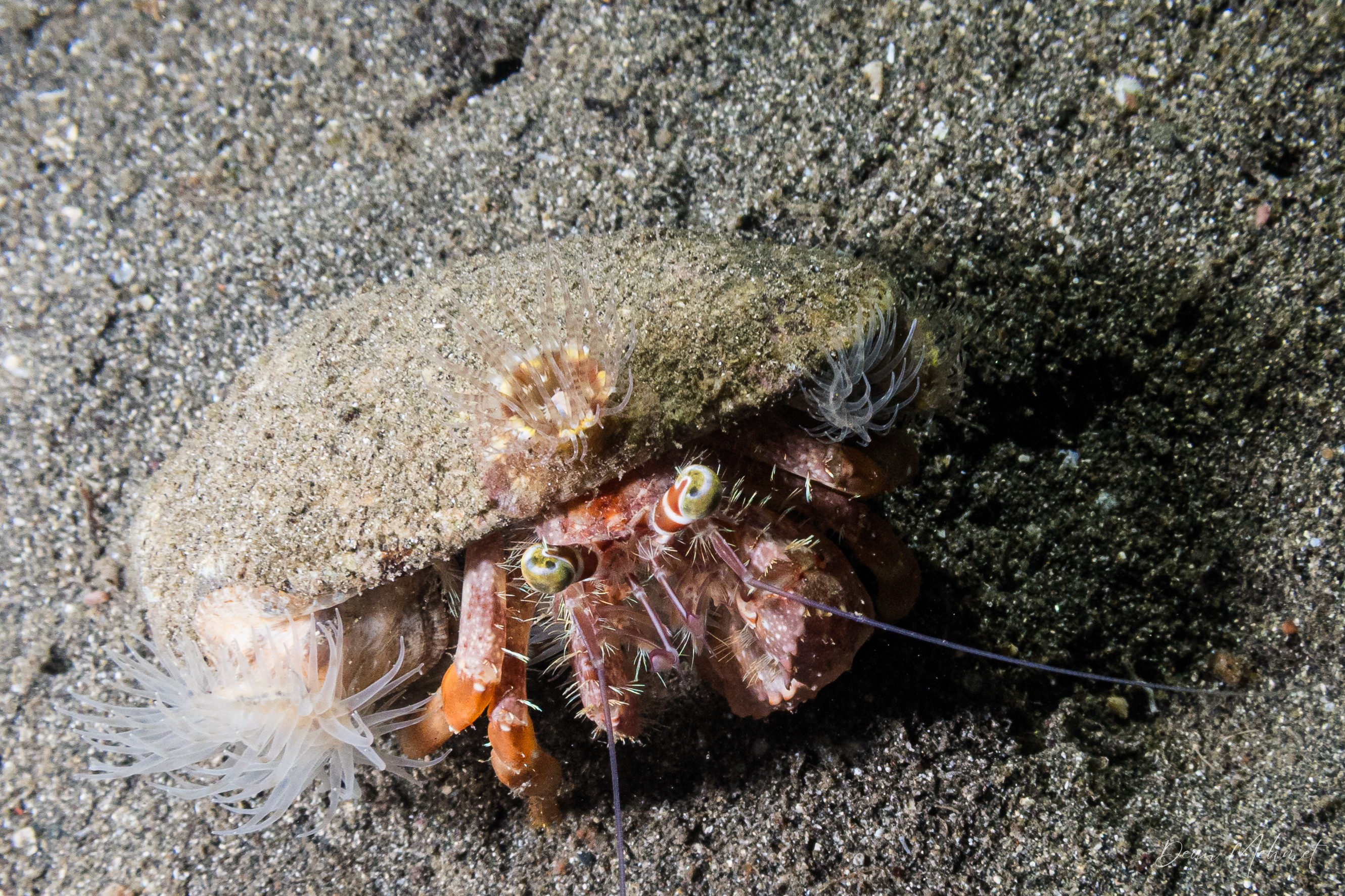 Anemone Hermit Crab