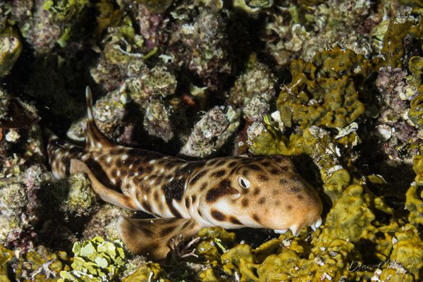 Indonesian Speckled Carpetshark