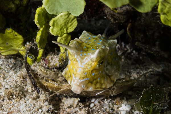 Longhorn Cowfish
