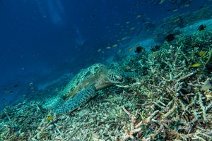 Hawksbill Sea Turtle