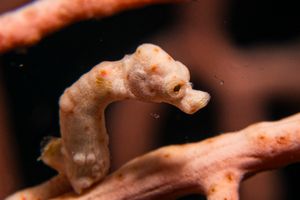 Denise's Pygmy Seahorse
