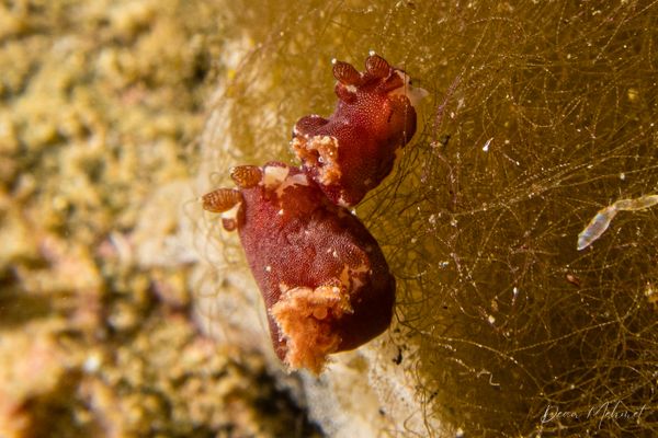 Platydoris sanguinea