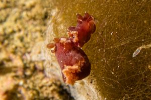 Platydoris sanguinea representative species