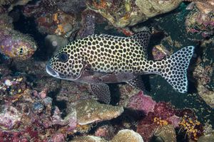 Harlequin Sweetlips