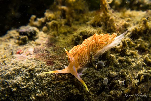 Four-colour Nudibranch