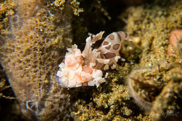 Harlequin Shrimp - Ambon - 15 September 2026 - Dive 1 - Air Manis