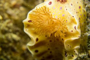 Short-tailed Ceratosoma
