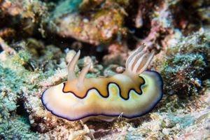 Coi's Goniobranchus