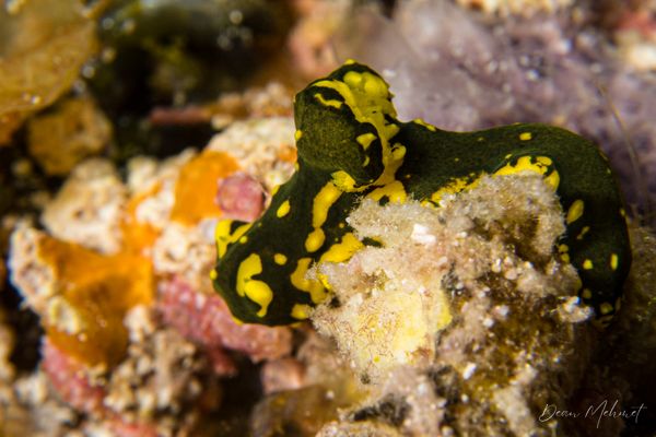 Gardiner's Banana Nudibranch - Raja Ampat / Sep 27, 2026
