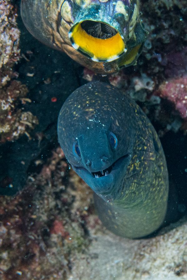 Yellowmargin Moray - Pemuteran - 4 October 2026 - Dive 1 - Napoleon Reef