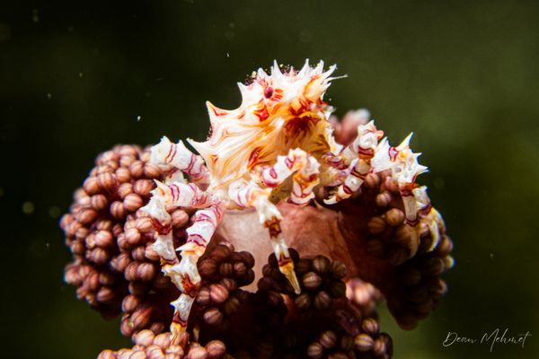 Soft Coral Crab