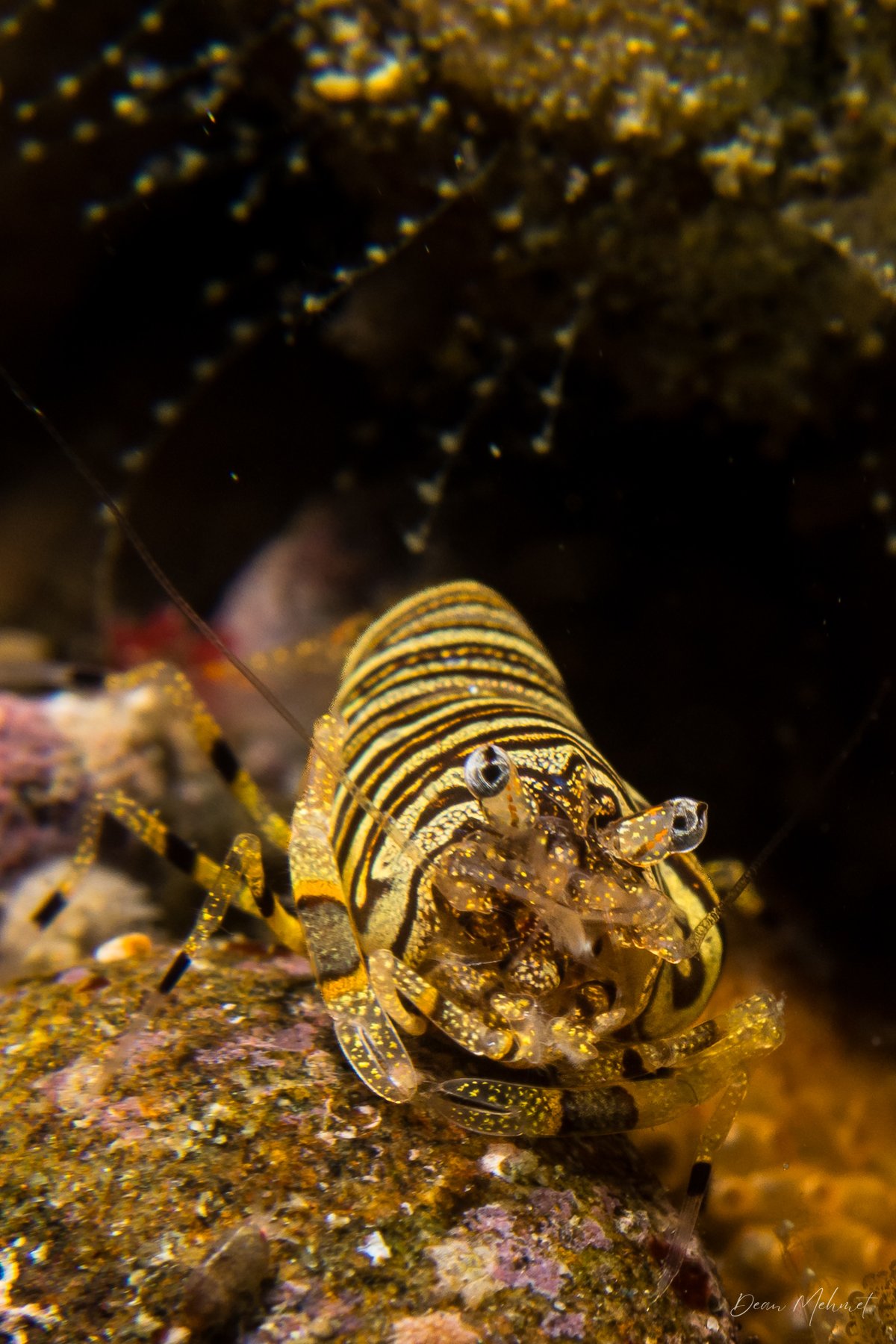 bumblebee shrimp hero image