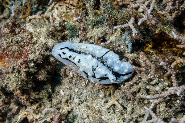 Shireen's Phyllidiopsis - Pemuteran - 4 October 2026 - Dive 1 - Napoleon Reef