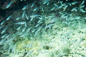 Black Striped Salema