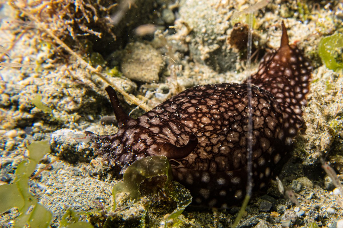 Pleurobranchaea brockii