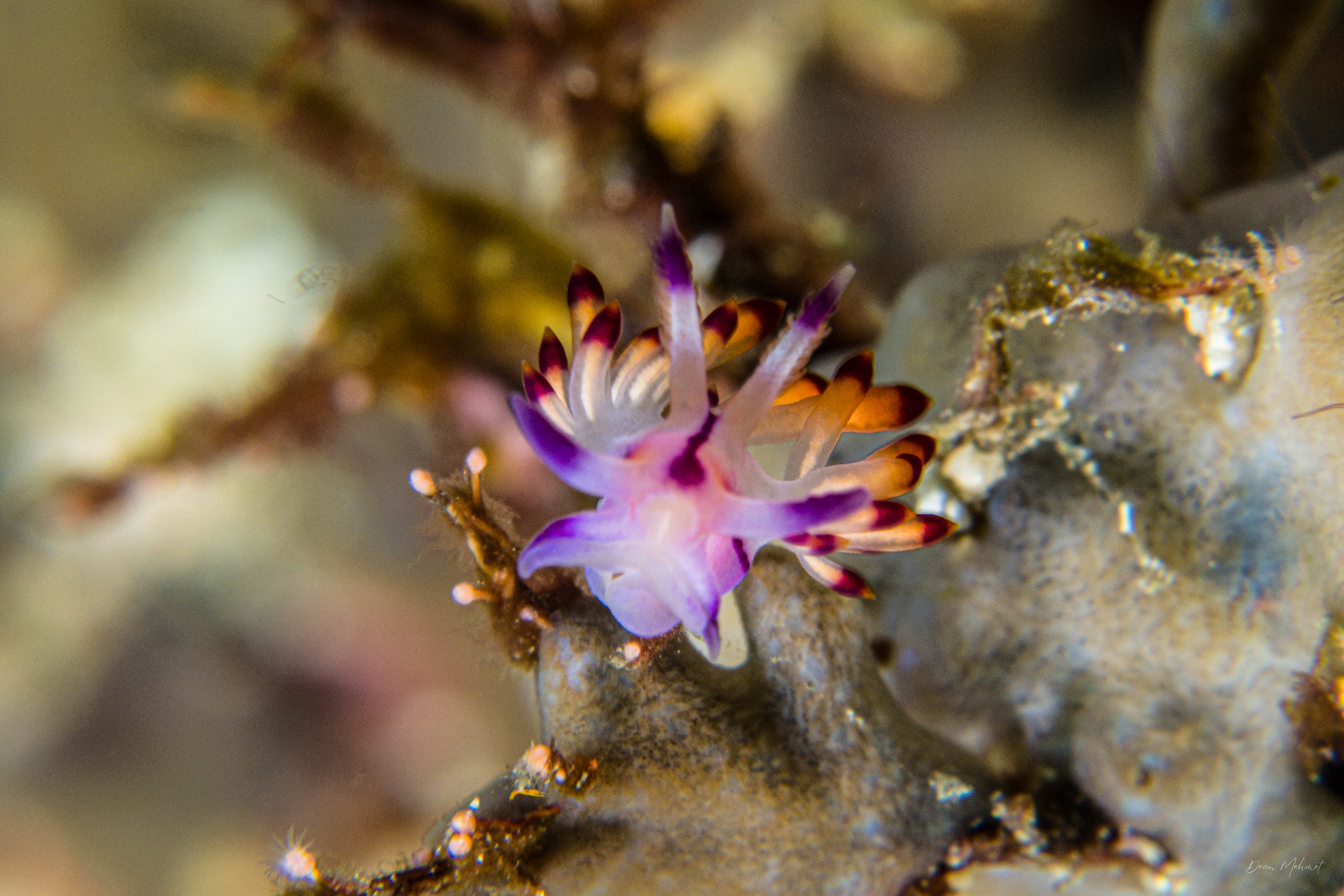 Purple Flabellina