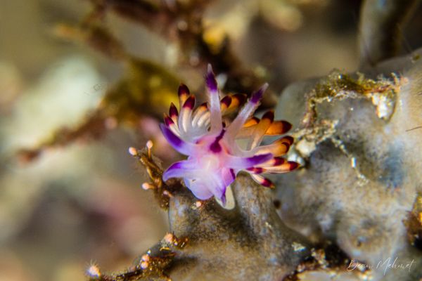 Purple Flabellina - Photo 2