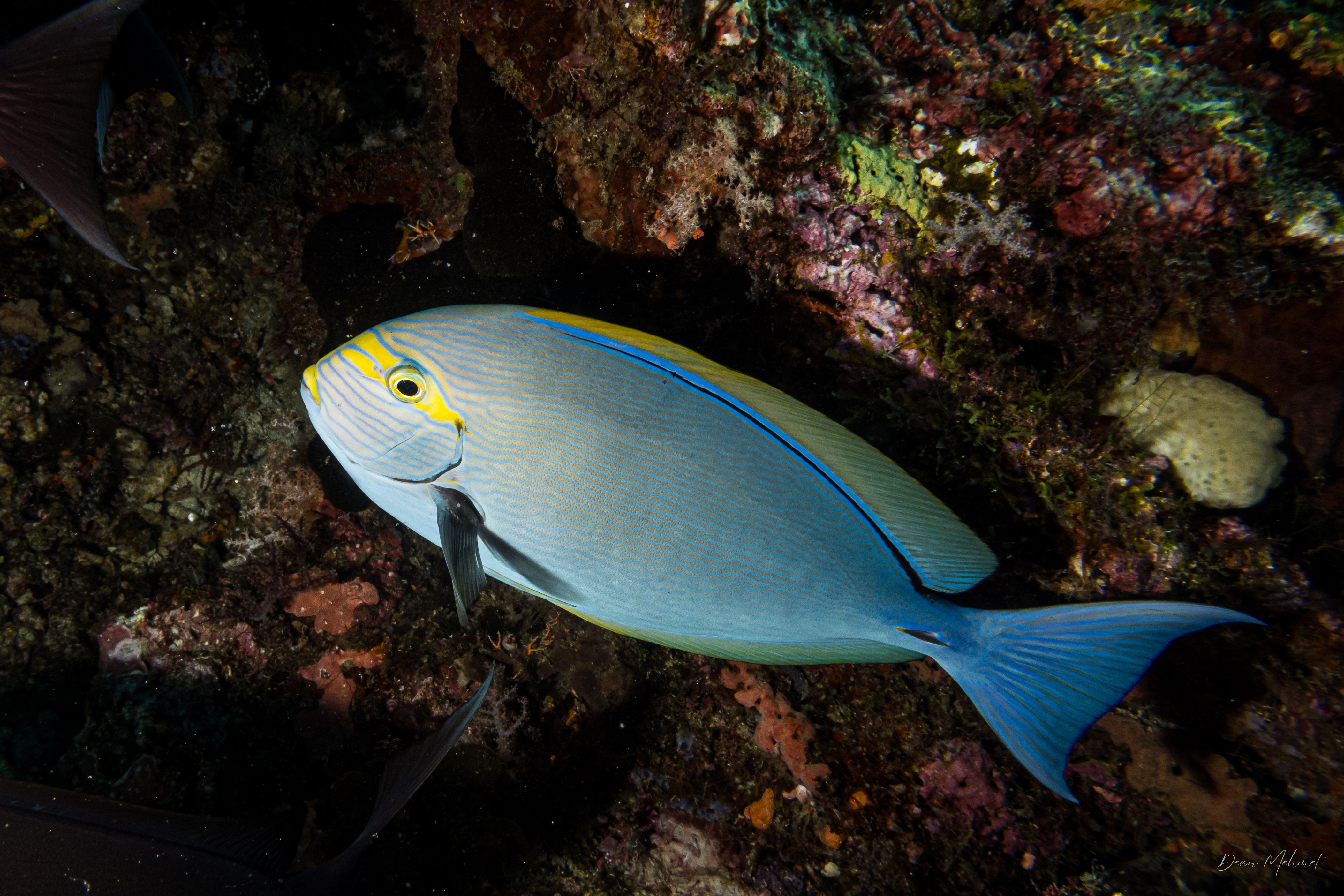 Pale Surgeonfish