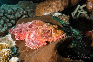 Smallscale Scorpionfish