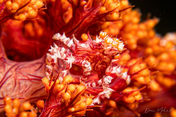 Soft Coral Crab - Ambon - 15 September 2026 - Dive 1 - Air Manis