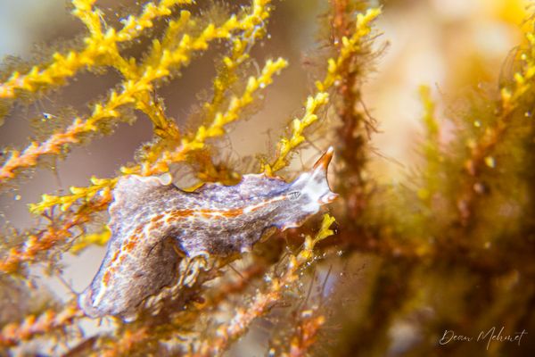Chicken Reef encounter 7