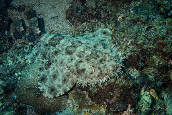 Tasselled Wobbegong - Photo 5