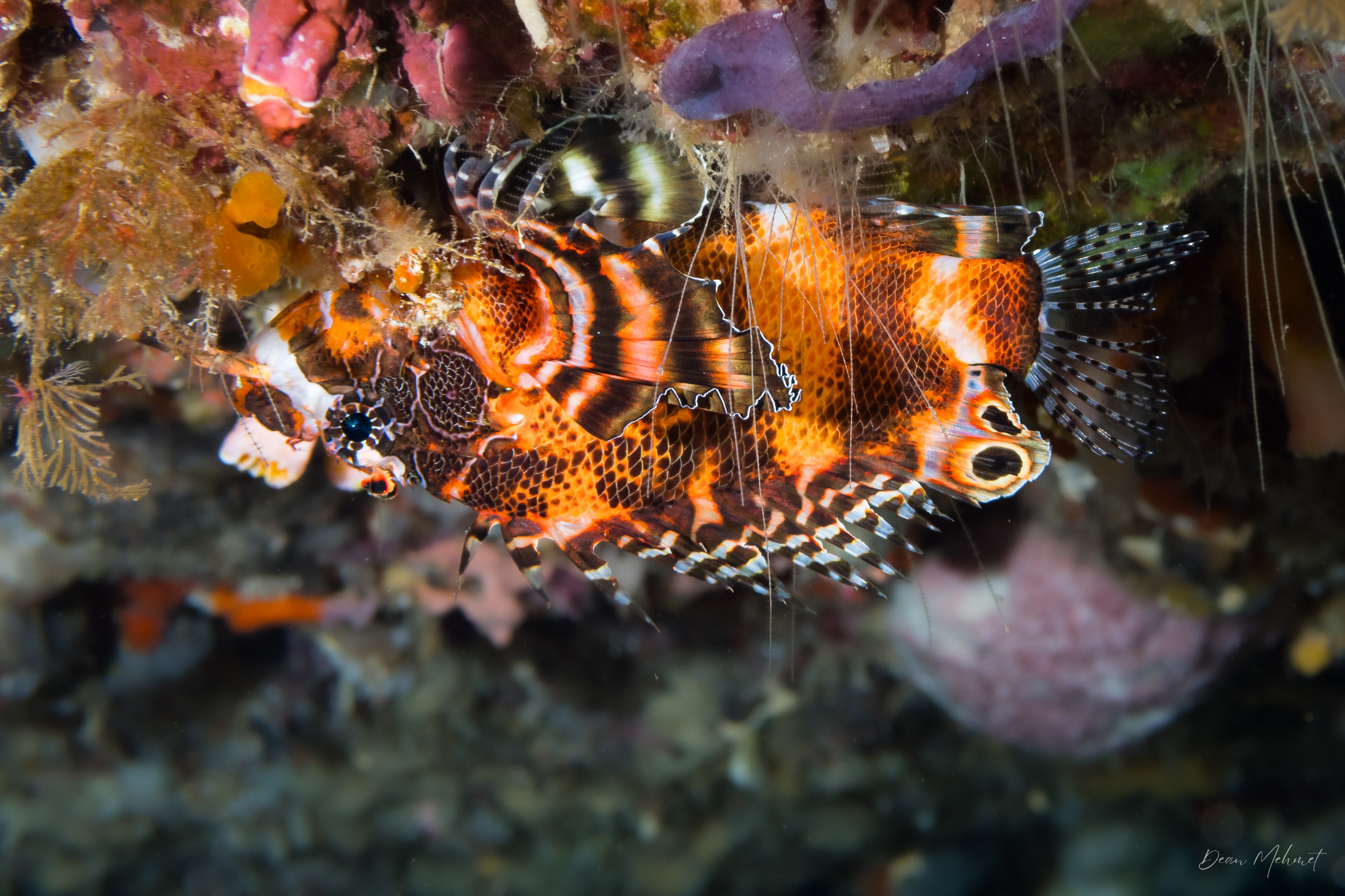 Twinspot Lionfish