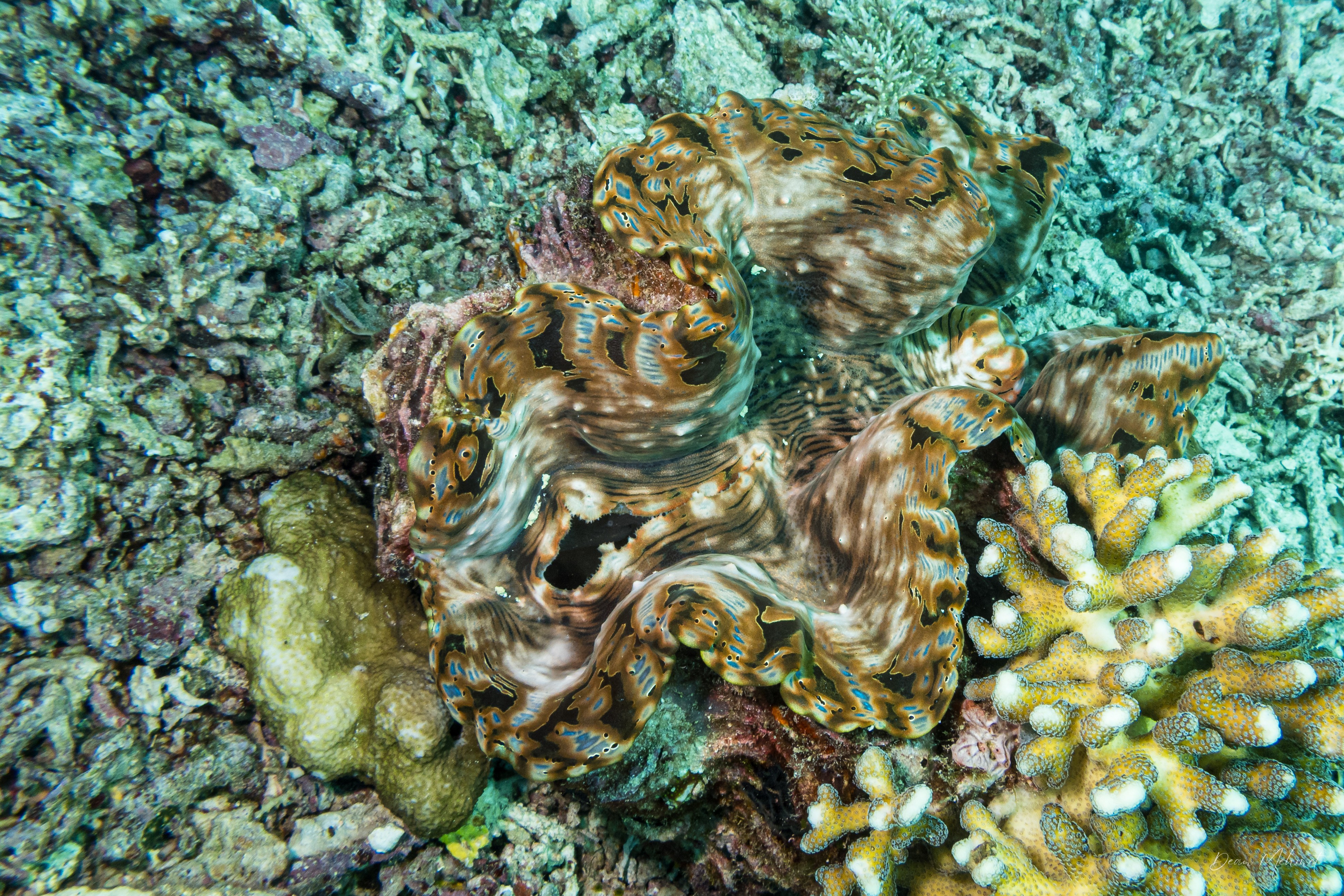 Fluted Giant Clam