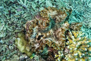 Fluted Giant Clam