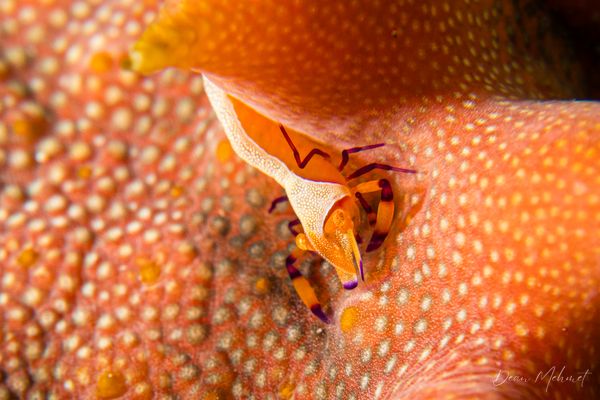 Emperor Shrimp