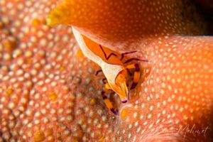 Emperor Shrimp