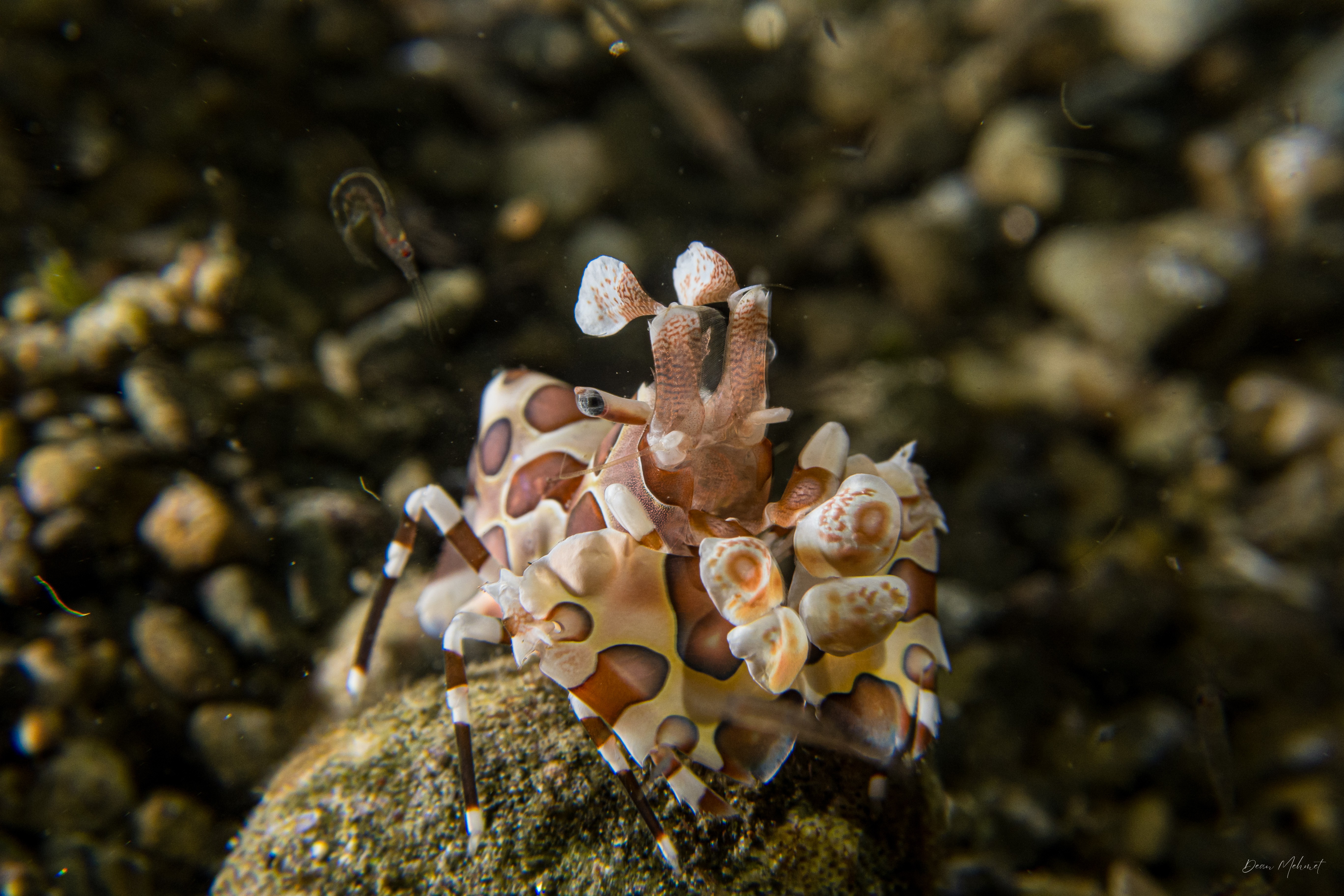 Harlequin Shrimp