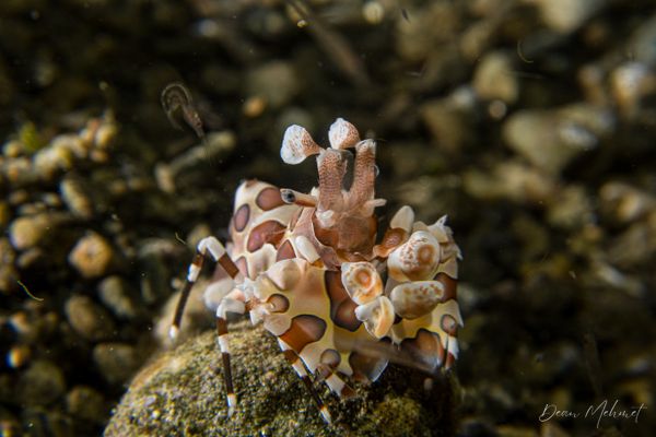 Harlequin Shrimp