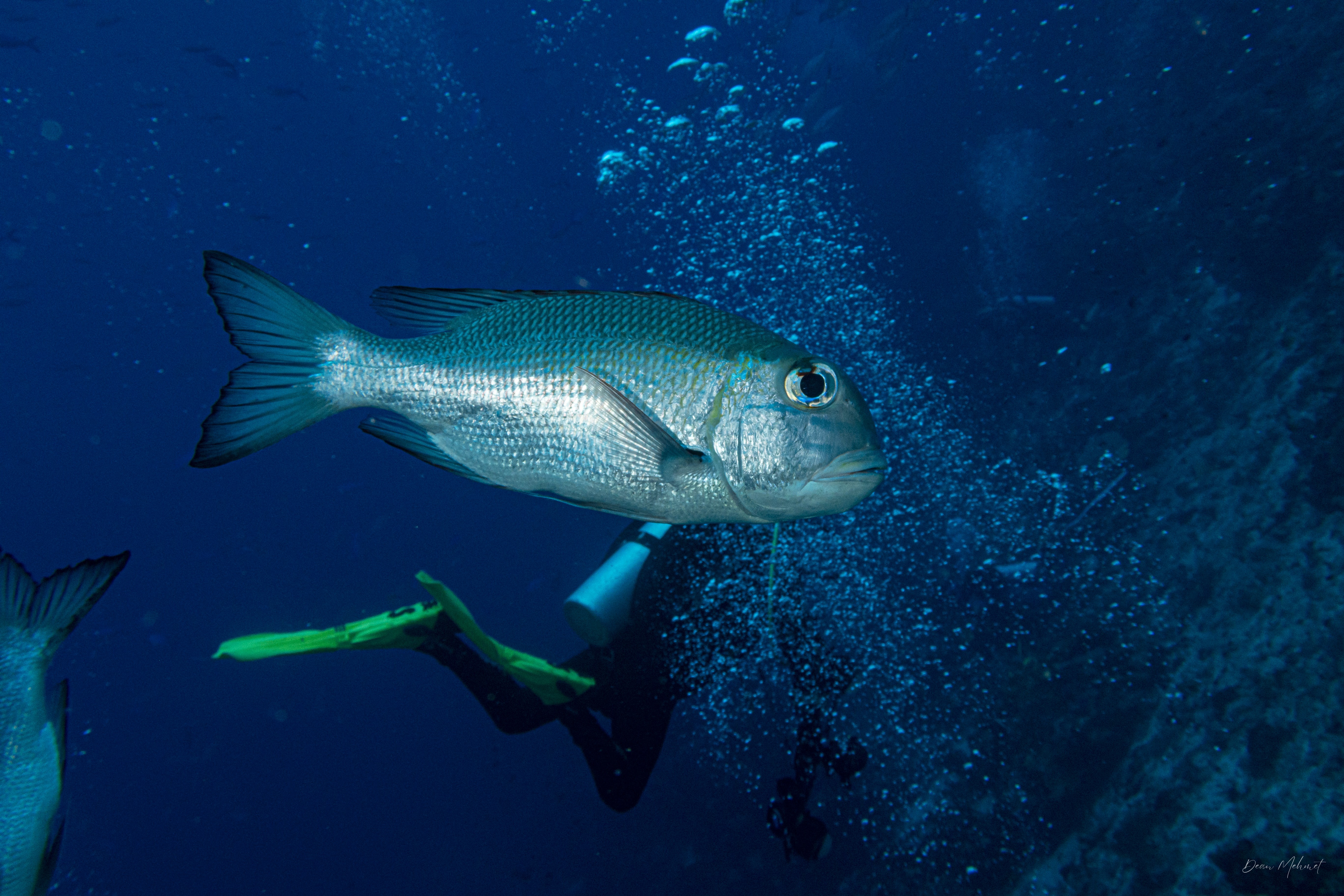 Bigeye Seabream
