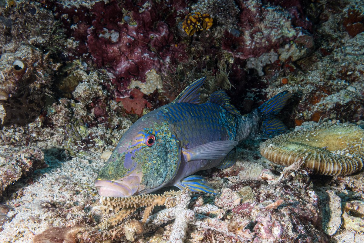 Goldsaddle Goatfish hero image
