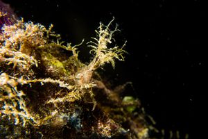 Long-legged Spider Crab