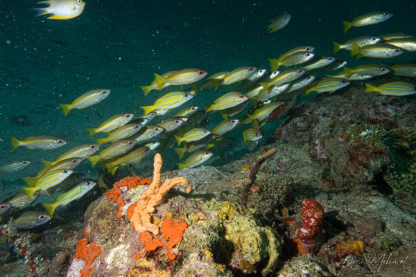 Bigeye Snapper