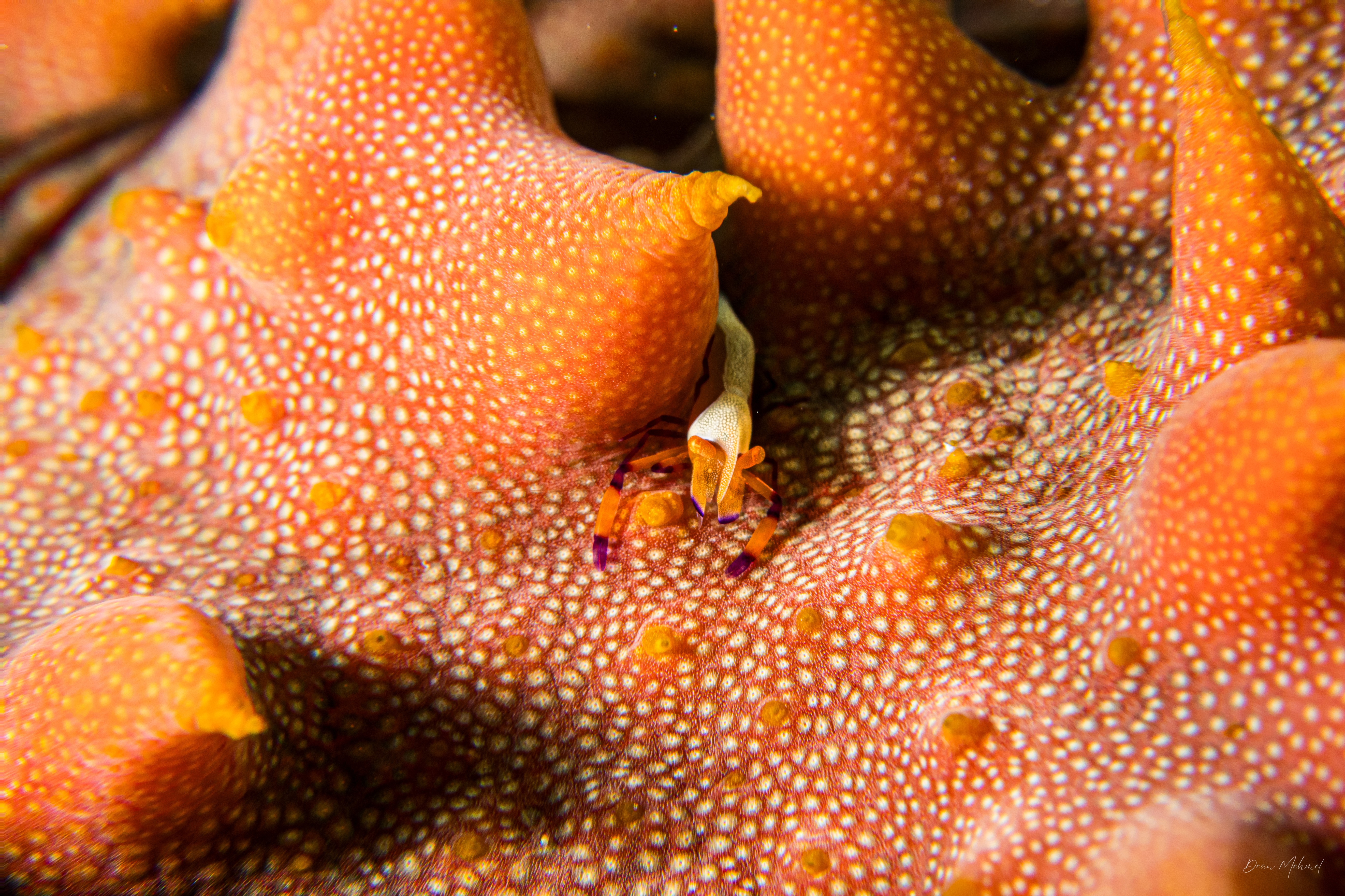 Emperor Shrimp