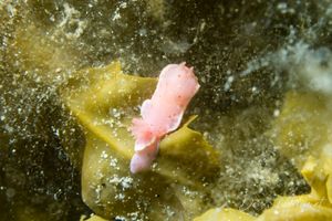 Pink Sponge Verconia