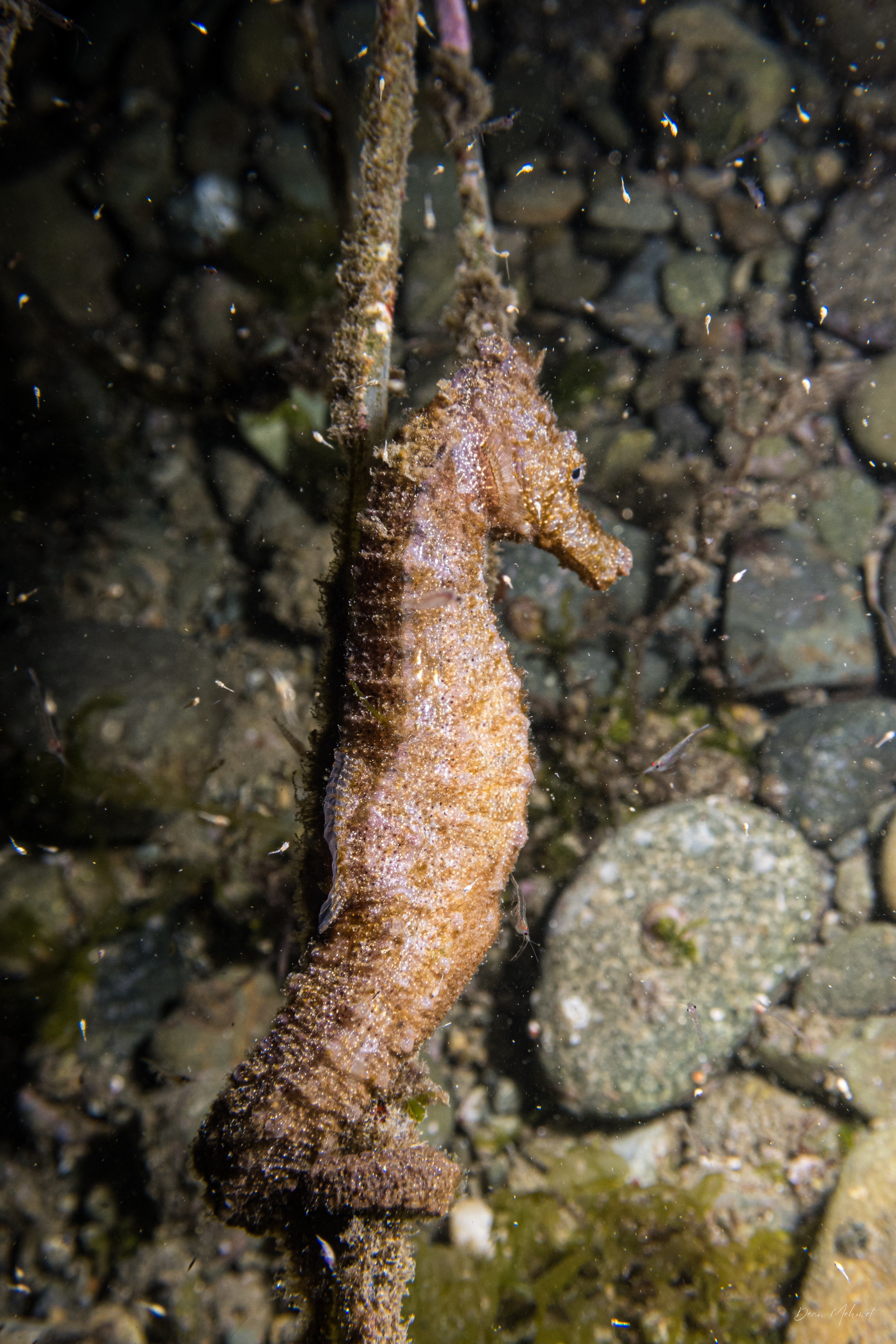 Common Seahorse