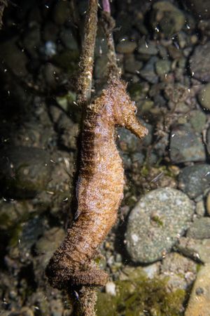 Common Seahorse
