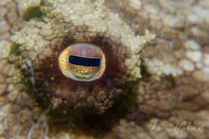 Pale Octopus