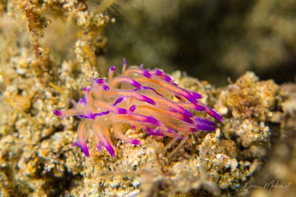 Coryphellina lotos - Ambon - 15 September 2026 - Dive 1 - Air Manis