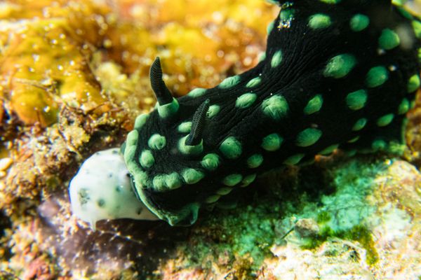 Crested Nembrotha