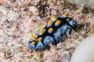 Painted Phyllidia