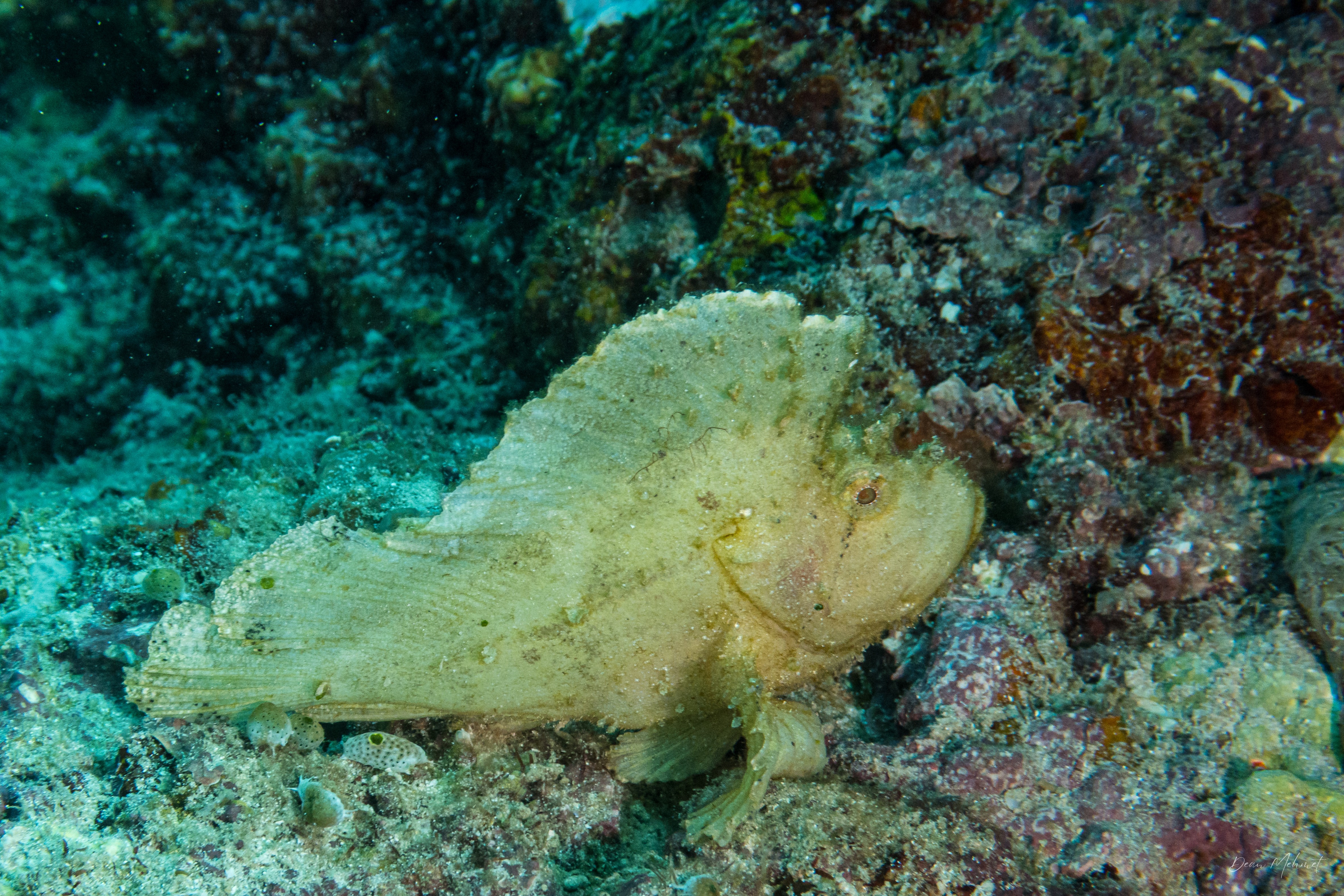 Leaf Scorpionfish