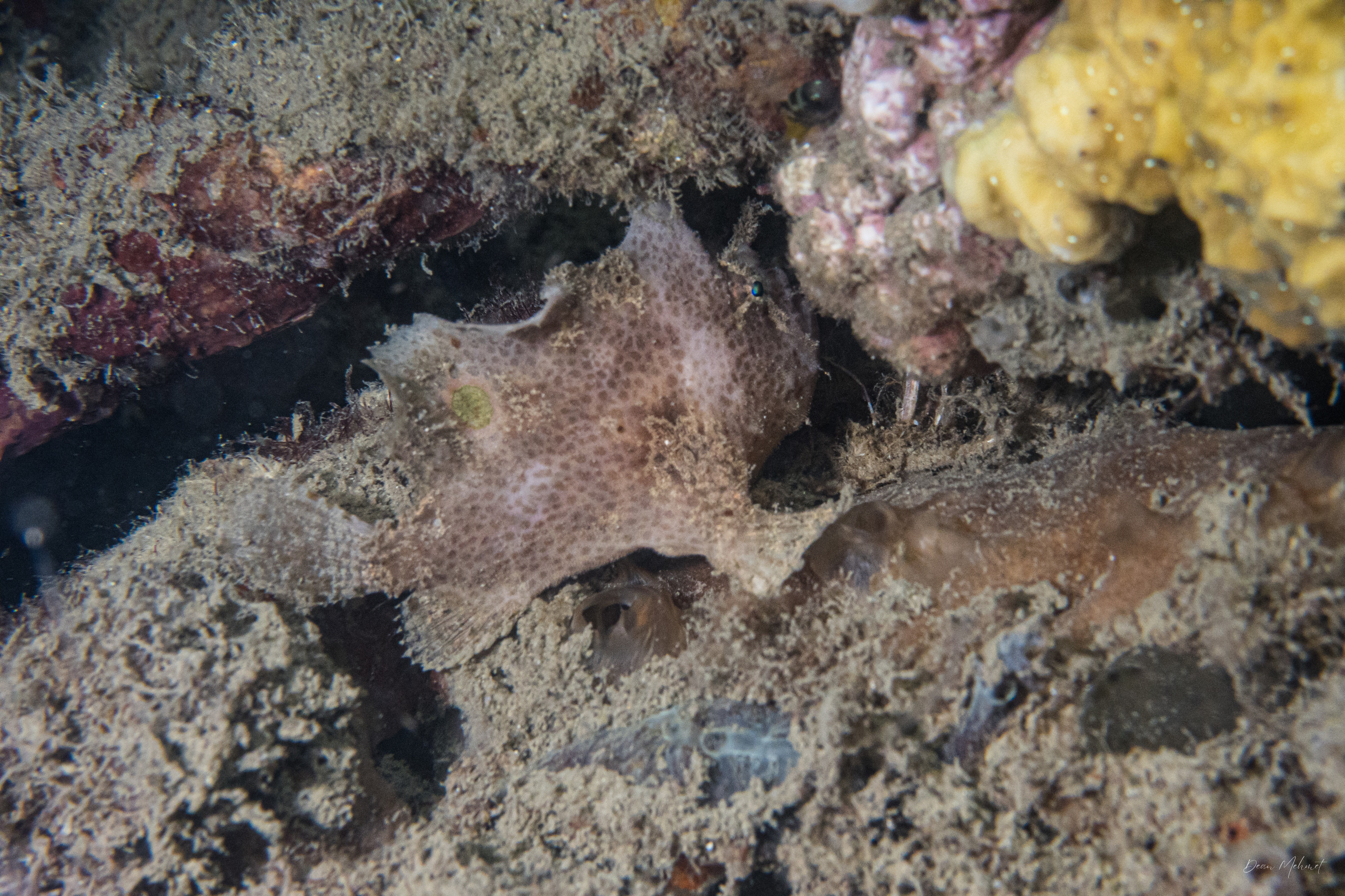 Abantennarius sp.
