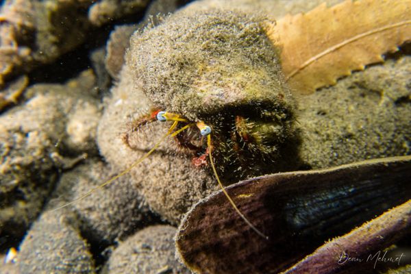 Macro Jetty encounter 17