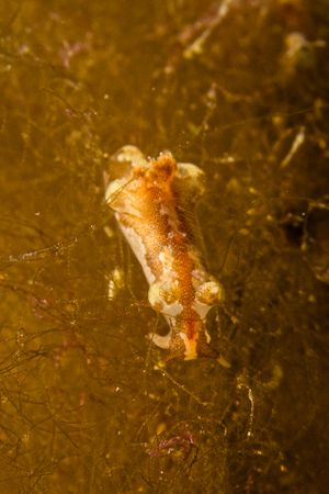Sap-sucking Slug